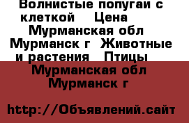 Волнистые попугаи с клеткой. › Цена ­ 10 - Мурманская обл., Мурманск г. Животные и растения » Птицы   . Мурманская обл.,Мурманск г.